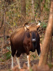 nagzira safari zones