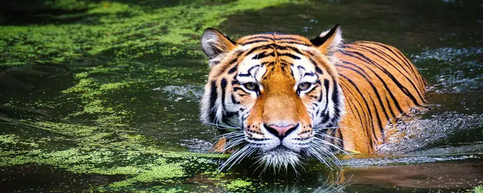 tadoba nagzira tour