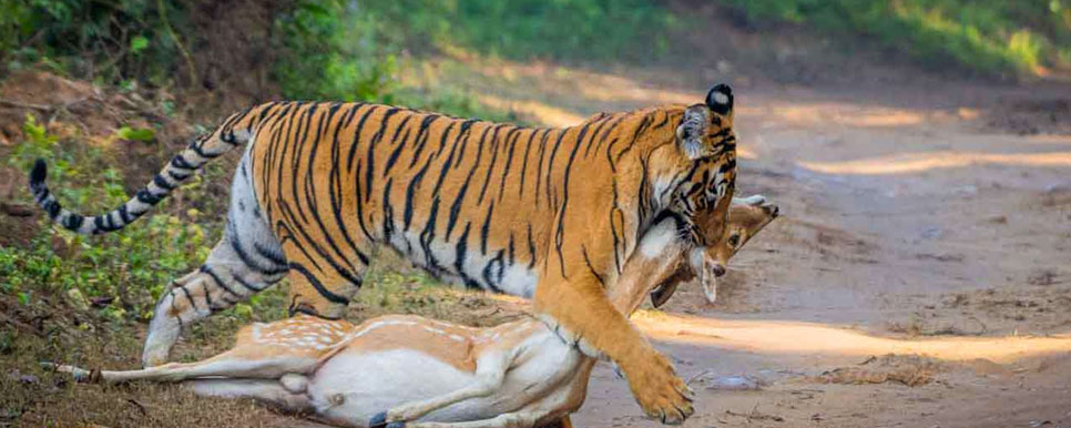 tiger sightseeing