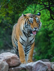 nagzira tour booking